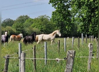 Lusitano Mix, Ruin, 5 Jaar, 157 cm, Cremello