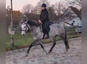 Lusitano, Ruin, 5 Jaar, 157 cm, Schimmel