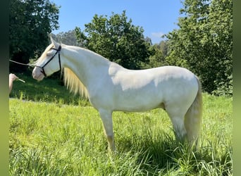 Lusitano Mix, Ruin, 5 Jaar, 160 cm, Cremello