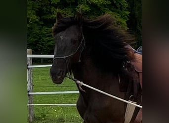 Lusitano, Ruin, 5 Jaar, 160 cm, Donkerbruin