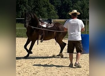 Lusitano, Ruin, 5 Jaar, 160 cm, Donkerbruin