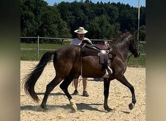Lusitano, Ruin, 5 Jaar, 160 cm, Donkerbruin