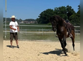 Lusitano, Ruin, 5 Jaar, 160 cm, Donkerbruin