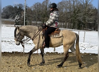 Lusitano, Ruin, 5 Jaar, 160 cm, Falbe