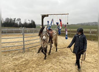 Lusitano, Ruin, 5 Jaar, 160 cm, Falbe