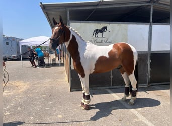 Lusitano Mix, Ruin, 5 Jaar, 160 cm, Tobiano-alle-kleuren