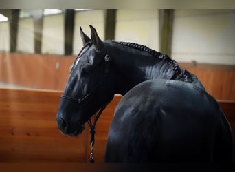 Lusitanos, Wallach, 5 Jahre, 160 cm, Rappe