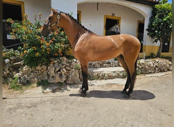 Lusitano, Ruin, 5 Jaar, 161 cm, Bruin
