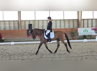 Lusitano, Ruin, 5 Jaar, 161 cm, Bruin