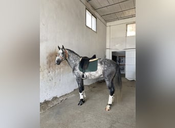 Lusitano, Ruin, 5 Jaar, 161 cm, Schimmel