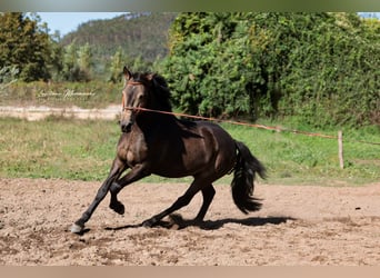 Lusitano, Ruin, 5 Jaar, 162 cm, Buckskin
