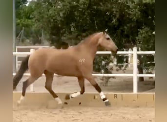 Lusitano, Ruin, 5 Jaar, 162 cm, Falbe