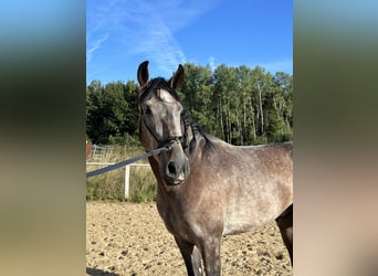Lusitano, Ruin, 5 Jaar, 162 cm, Rood schimmel