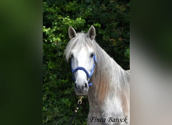 Lusitano, Ruin, 5 Jaar, 162 cm, Schimmel