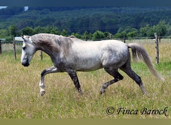 Lusitano, Ruin, 5 Jaar, 162 cm, Schimmel