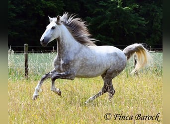 Lusitano, Ruin, 5 Jaar, 162 cm, Schimmel