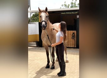 Lusitano, Ruin, 5 Jaar, 163 cm, Appelschimmel