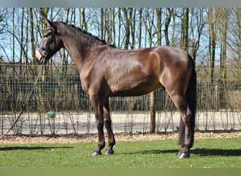 Lusitano, Ruin, 5 Jaar, 164 cm, Buckskin