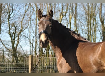 Lusitano, Ruin, 5 Jaar, 164 cm, Buckskin