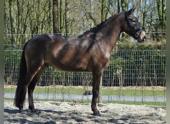 Lusitano, Ruin, 5 Jaar, 164 cm, Buckskin