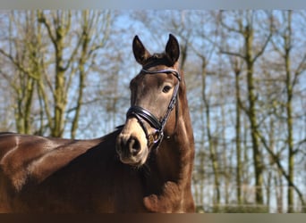 Lusitano, Ruin, 5 Jaar, 164 cm, Buckskin