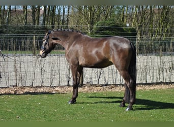 Lusitano, Ruin, 5 Jaar, 164 cm, Buckskin