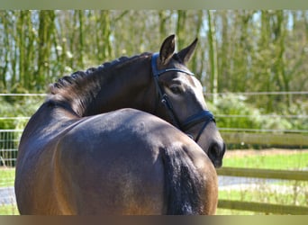 Lusitano, Ruin, 5 Jaar, 164 cm, Buckskin