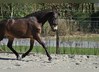 Lusitano, Ruin, 5 Jaar, 164 cm, Buckskin