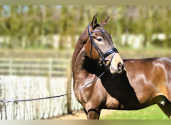 Lusitano, Ruin, 5 Jaar, 164 cm, Buckskin
