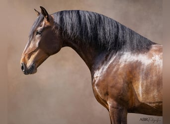 Lusitano, Ruin, 5 Jaar, 165 cm, Bruin