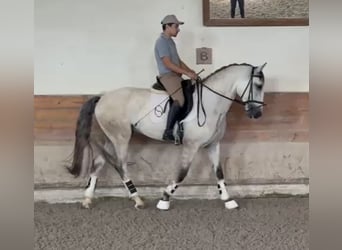 Lusitano, Ruin, 5 Jaar, 165 cm, Schimmel