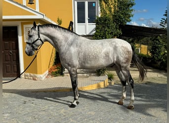 Lusitano, Ruin, 5 Jaar, 165 cm, Schimmel