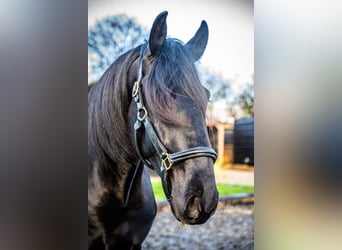Lusitano, Ruin, 5 Jaar, 165 cm, Zwart