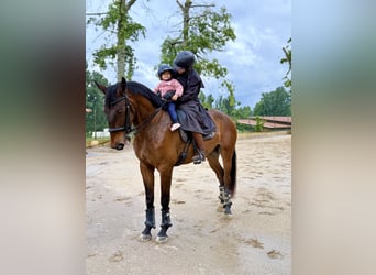 Lusitano, Ruin, 5 Jaar, 167 cm, Bruin