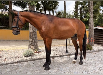 Lusitano, Ruin, 5 Jaar, 167 cm, Bruin