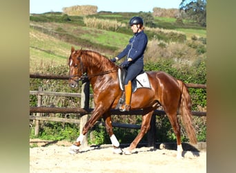 Lusitano, Ruin, 5 Jaar, 170 cm, Vos