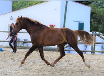 Lusitano, Ruin, 5 Jaar, 170 cm, Vos
