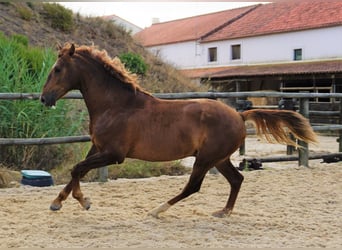 Lusitano, Ruin, 5 Jaar, 170 cm, Vos