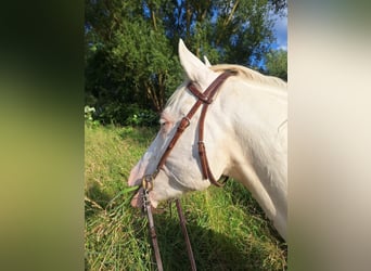 Lusitano Mix, Ruin, 6 Jaar, 153 cm, Cremello