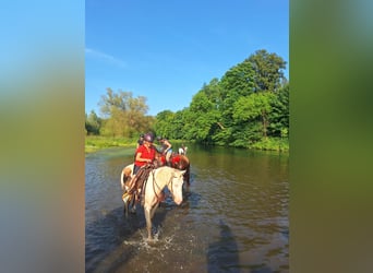 Lusitano Mix, Ruin, 6 Jaar, 153 cm, Cremello