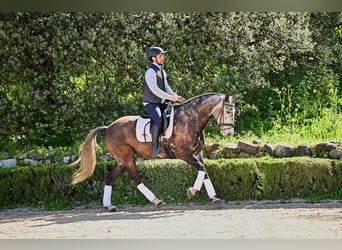 Lusitano, Ruin, 6 Jaar, 154 cm, Schimmel