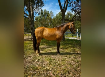 Lusitano, Ruin, 6 Jaar, 158 cm, Buckskin