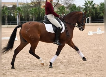 Lusitano, Ruin, 6 Jaar, 161 cm, Bruin