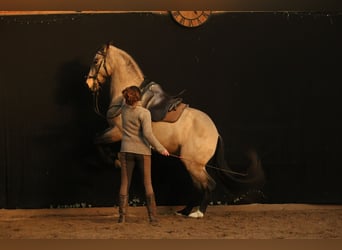 Lusitano, Ruin, 6 Jaar, 162 cm, Buckskin