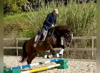 Lusitano, Ruin, 6 Jaar, 162 cm, Donkerbruin