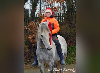 Lusitano, Ruin, 6 Jaar, 162 cm, Schimmel