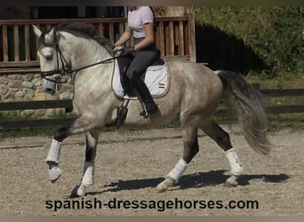 Lusitano, Ruin, 6 Jaar, 162 cm, Schimmel
