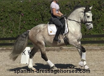 Lusitano, Ruin, 6 Jaar, 162 cm, Schimmel