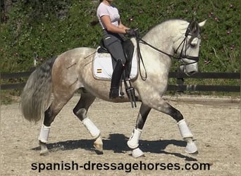Lusitano, Ruin, 6 Jaar, 162 cm, Schimmel