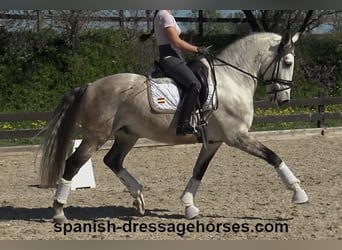 Lusitano, Ruin, 6 Jaar, 162 cm, Schimmel